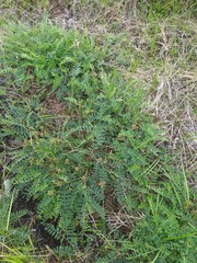 Astragalus schelichowii