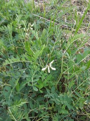 Astragalus schelichowii