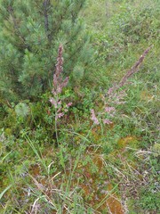 Arctagrostis latifolia