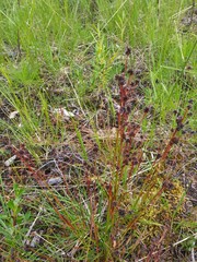 Luzula multiflora sibirica