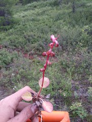 Pyrola asarifolia incarnata