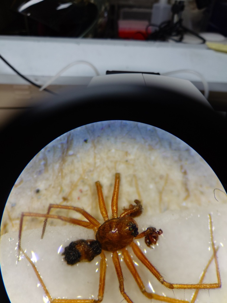 Parameioneta bilobata