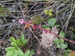 Pyrola asarifolia incarnata