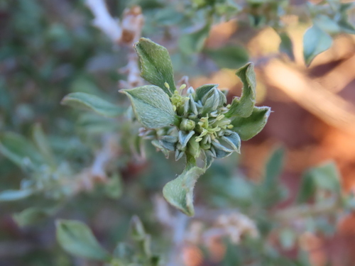 Aizoon schellenbergii (Aizoon schellenbergii)