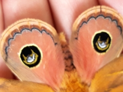 Pseudautomeris grammivora