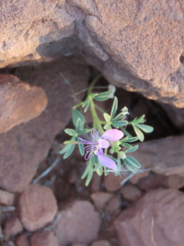 Image of Cleome elegantissima by no rights reserved