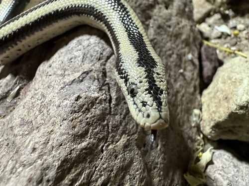 Desert Rosy Boa