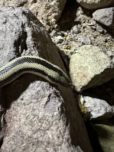 Desert Rosy Boa