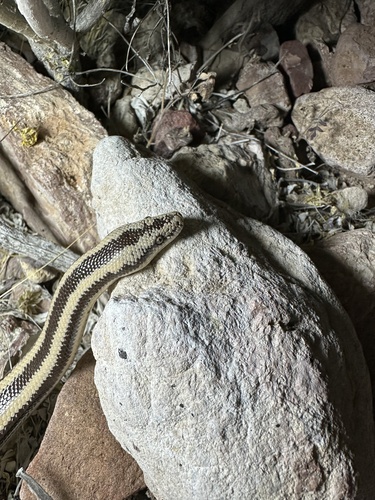 Desert Rosy Boa
