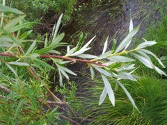 Salix boganidensis