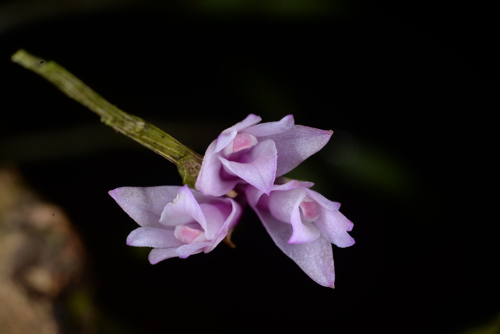 Dendrobium gnomus Ames