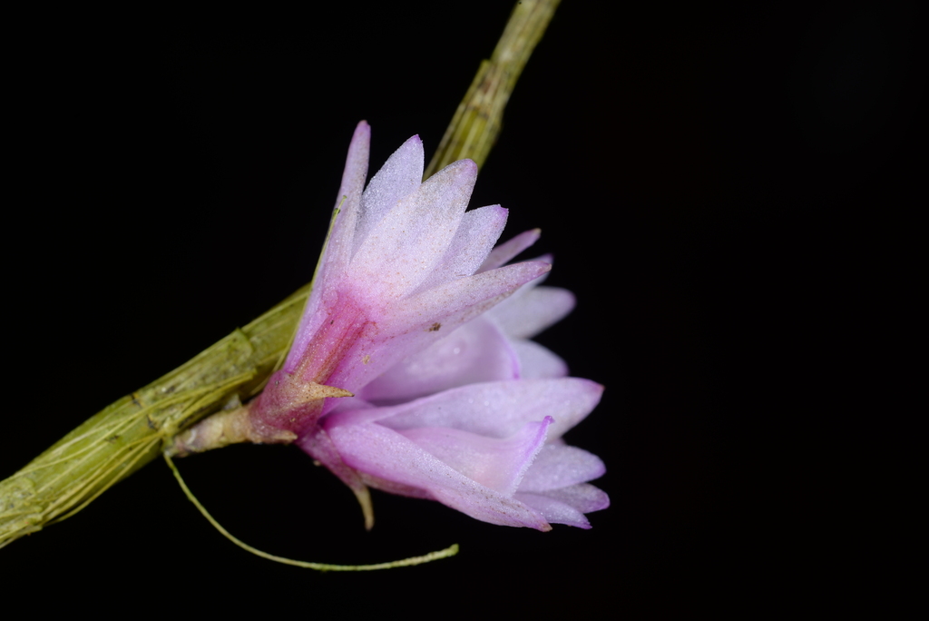 Dendrobium gnomus Ames 2