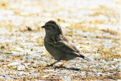 Spizella passerina passerina