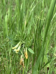 Vicia ciliatula