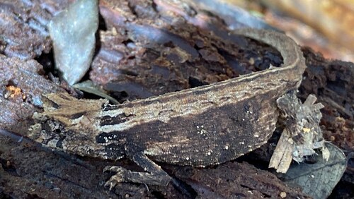 Domergue's Leaf Chameleon, Brookesia thieli