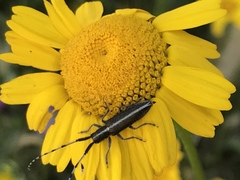 Agapanthia suturalis