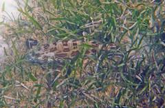 Mycteroperca bonaci