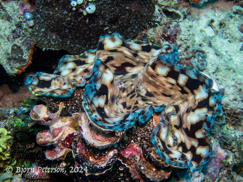 Fluted Giant Clam