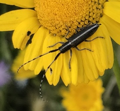 Agapanthia suturalis