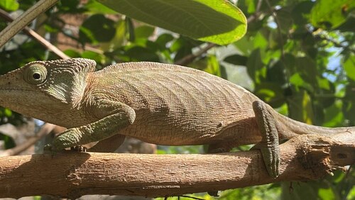 Flat-casqued Chameleon, Calumma globifer