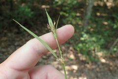 Carex flaccosperma