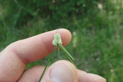 Cyperus sesquiflorus sesquiflorus