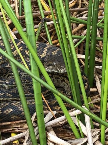 Australian Scrub Python sighting