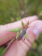 Dicranocephalus albipes