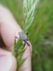 Dicranocephalus albipes