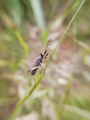 Dicranocephalus albipes