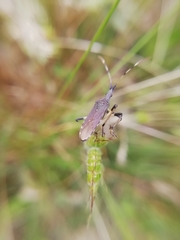 Dicranocephalus albipes