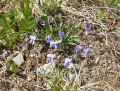 Viola sacchalinensis