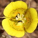 Yellow Mariposa Lily - Photo (c) Anthony Lombardi, some rights reserved (CC BY)