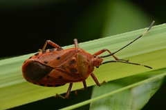 Urochela quadrinotata