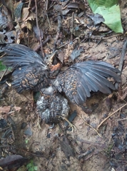 Crypturellus variegatus