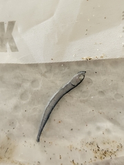 Southern Saury photo 2