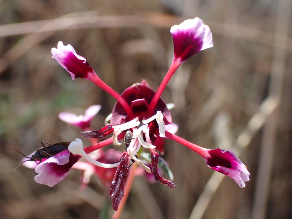 Springville clarkia (Clarkia springvillensis)