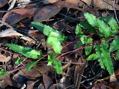 Grevillea repens