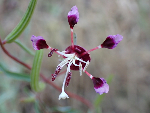 Springville clarkia (Clarkia springvillensis)
