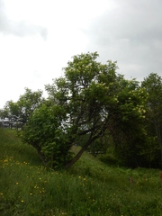 Sambucus kamtschatica