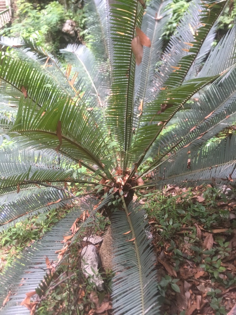 Cycas laotica