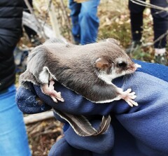 Feather-Tailed Glider photo 5