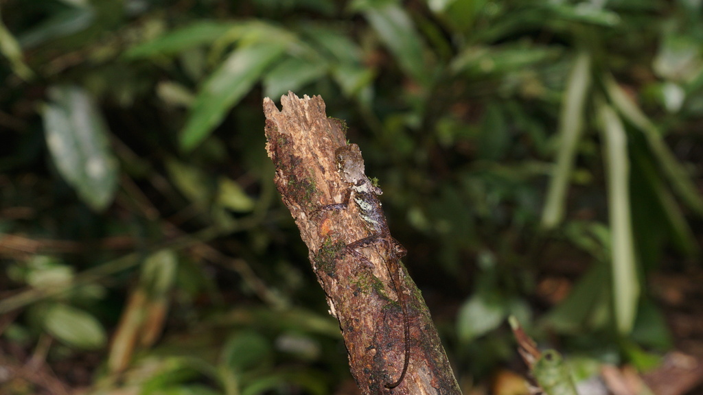 Blacklipped Eyebrow Lizard (Pelturagonia nigrilabris)