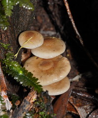 Armillaria hinnulea