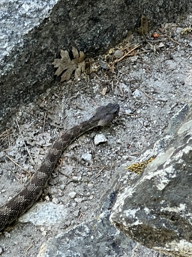 iNaturalist observation photo of Western Rattlesnake