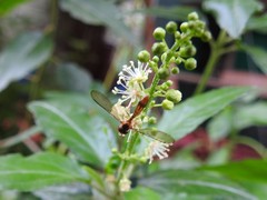 Nuntianus