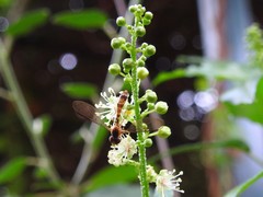 Nuntianus