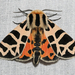 Ornate Tiger Moth - Photo (c) Justin Paulin, some rights reserved (CC BY), uploaded by Justin Paulin