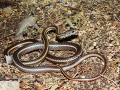 Striped Whipsnake photo 2