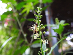 Nuntianus